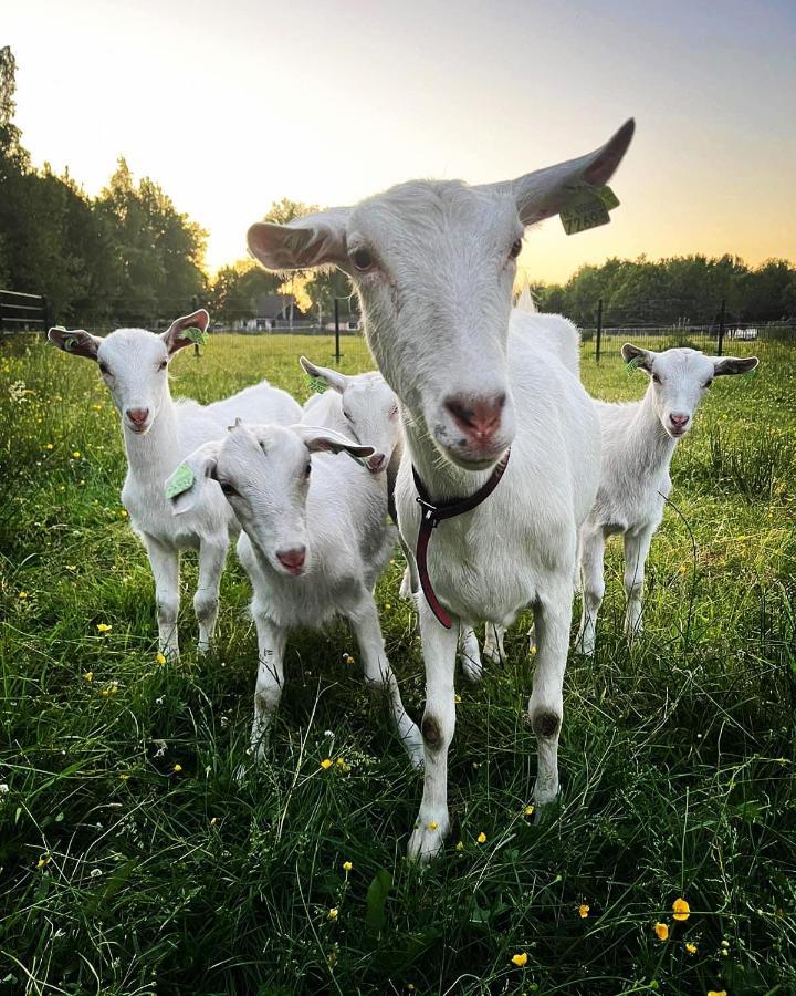 Pipowagens Bij Pannenkoekenrestaurant & Camping De Koppenjan 'Een Uniek Verblijf Met Kinderspeelboerderij' Jubbega-Schurega 외부 사진