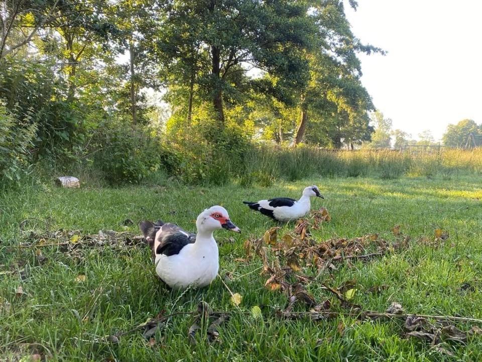 Pipowagens Bij Pannenkoekenrestaurant & Camping De Koppenjan 'Een Uniek Verblijf Met Kinderspeelboerderij' Jubbega-Schurega 외부 사진